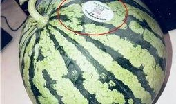 吃瓜知名 网红,揭秘吃瓜知名网红背后的故事