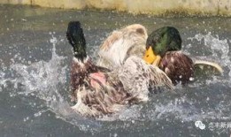 鸭王1在线观看,网络独家首映，揭秘鸭界传奇